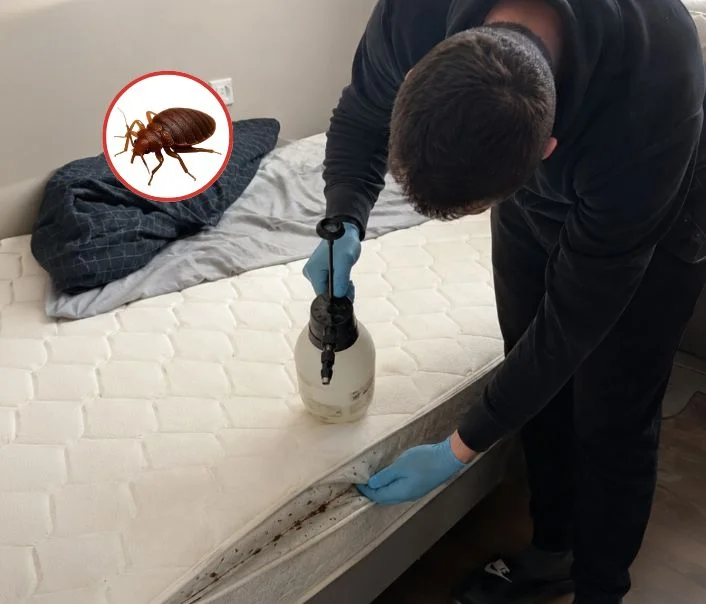 Technicien traitant un matelas contre les punaises de lit à Labbeville